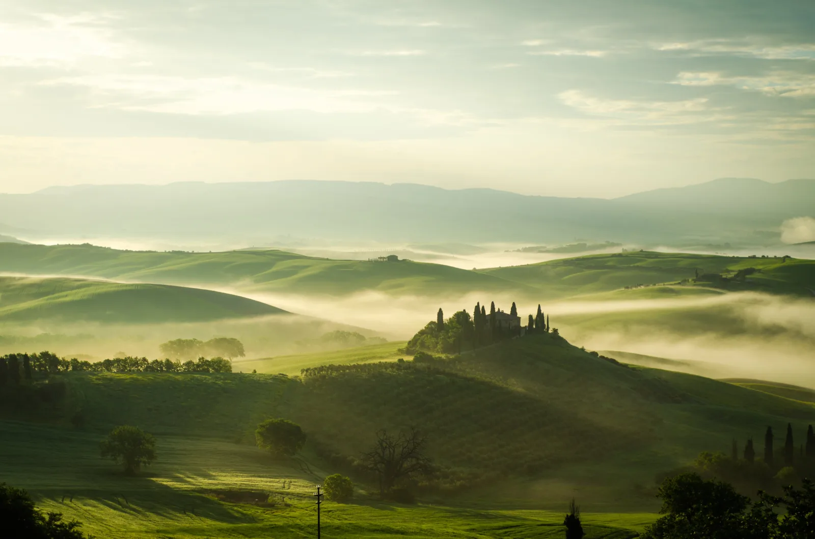 Rolling hills covered in grapevines, creating a beautiful vineyard landscape.