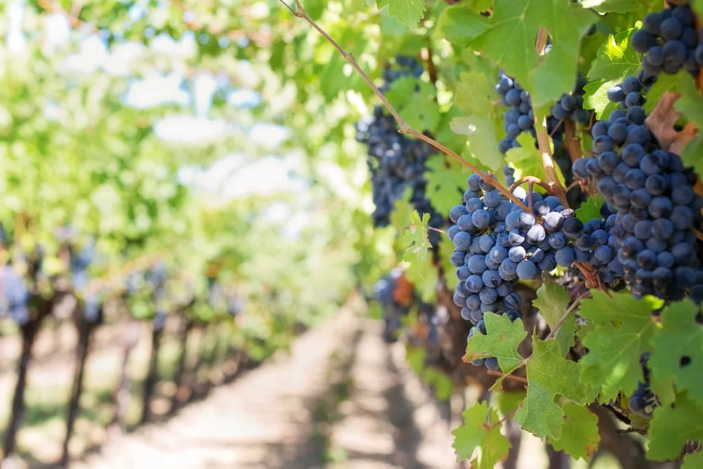 A close-up of grapevines with vibrant leaves and clusters of ripening grapes.