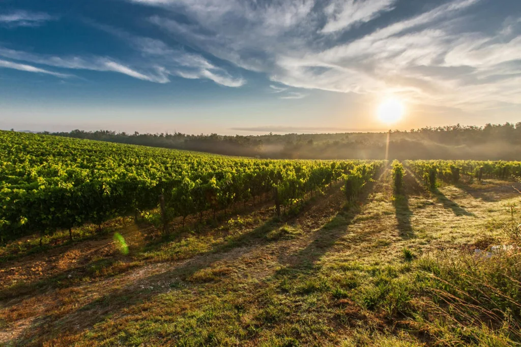 A stunning vineyard landscape bathed in the warm, golden hues of a sunset.